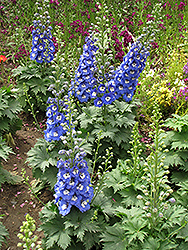 Magic Fountains Blue White Bee Larkspur (Delphinium 'Magic Fountains Blue White Bee') at GardenWorks