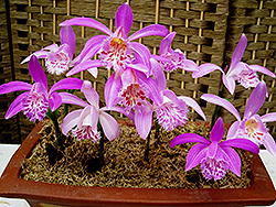 Windowsill Orchid (Pleione formosana) at GardenWorks