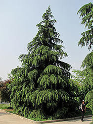 Kashmir Deodar Cedar (Cedrus deodara 'Kashmir') at GardenWorks