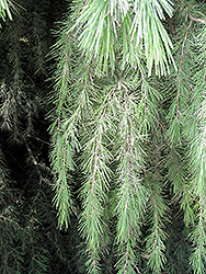 Kashmir Deodar Cedar (Cedrus deodara 'Kashmir') at GardenWorks