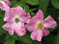 Rugosa Rose (Rosa rugosa) at GardenWorks