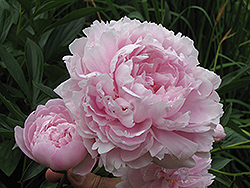 Double Pink Peony (Paeonia 'Double Pink') at GardenWorks