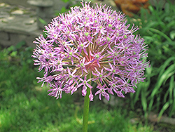 Purple Rain Ornamental Onion (Allium 'Purple Rain') at GardenWorks
