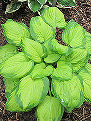 Stained Glass Hosta (Hosta 'Stained Glass') at GardenWorks