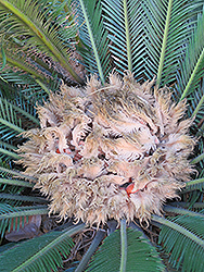 Japanese Sago Palm (Cycas revoluta) at GardenWorks