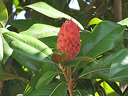 Southern Magnolia (Magnolia grandiflora) at GardenWorks