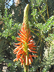 Variegated Candelabra Aloe (Aloe arborescens 'Variegata') at GardenWorks