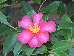 Kanjiro Camellia (Camellia sasanqua 'Kanjiro') at GardenWorks