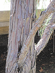 Tolleson's Weeping Juniper (Juniperus scopulorum 'Tolleson's Weeping') at GardenWorks