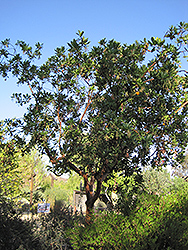 Marina Strawberry Tree (Arbutus 'Marina') at GardenWorks