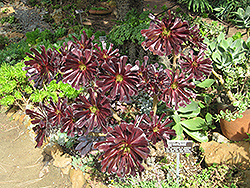 Schwarzkopf Stonecrop (Aeonium arboreum 'Schwarzkopf') at GardenWorks