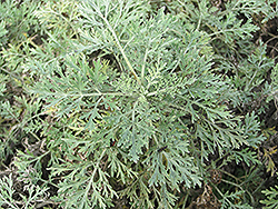 Powis Castle Artemesia (Artemisia 'Powis Castle') at GardenWorks