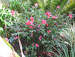 Kanjiro Camellia (Camellia sasanqua 'Kanjiro') at GardenWorks