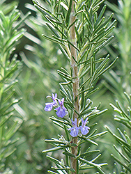 Tuscan Blue Rosemary (Rosmarinus officinalis 'Tuscan Blue') at GardenWorks