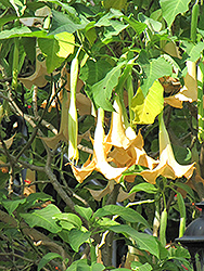 Angel's Trumpet (Brugmansia versicolor) at GardenWorks