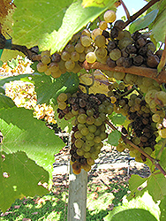 Chardonnay Grape (Vitis 'Chardonnay') at GardenWorks