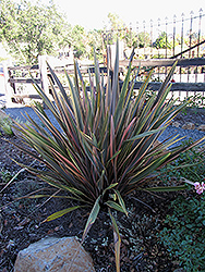Rainbow Sunrise New Zealand Flax (Phormium tenax 'Rainbow Sunrise') at GardenWorks
