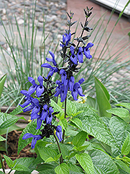 Black And Blue Anise Sage (Salvia guaranitica 'Black And Blue') at GardenWorks