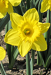 King Alfred Daffodil (Narcissus 'King Alfred') at GardenWorks