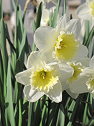 Ice Follies Daffodil (Narcissus 'Ice Follies') at GardenWorks