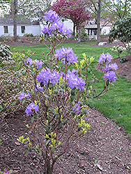 Blue Baron Rhododendron (Rhododendron 'Blue Baron') at GardenWorks