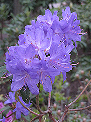 Blue Baron Rhododendron (Rhododendron 'Blue Baron') at GardenWorks