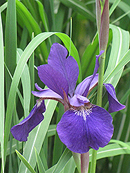 Caesar's Brother Siberian Iris (Iris sibirica 'Caesar's Brother') at GardenWorks