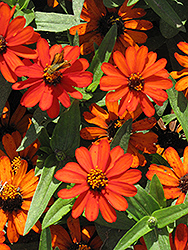 Profusion Orange Zinnia (Zinnia 'Profusion Orange') at GardenWorks