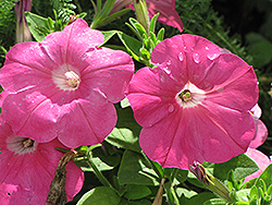 Madness Pink Petunia (Petunia 'Madness Pink') at GardenWorks