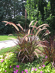 Purple Fountain Grass (Pennisetum setaceum 'Rubrum') at GardenWorks