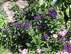 Fragrant Delight Heliotrope (Heliotropium arborescens 'Fragrant Delight') at GardenWorks