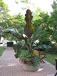 Red Banana (Ensete ventricosum 'Maurelii') at GardenWorks