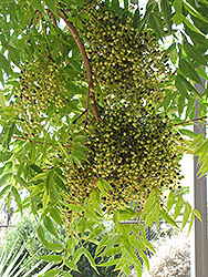 Chinese Pistache (Pistacia chinensis) at GardenWorks