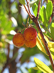 Dwarf Strawberry Tree (Arbutus unedo 'Compacta') at GardenWorks