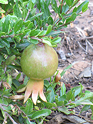Dwarf Pomegranate (Punica granatum 'Nana') at GardenWorks