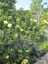 Hula Girl Hibiscus (Hibiscus rosa-sinensis 'Hula Girl') at GardenWorks