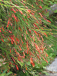 Firecracker Plant (Russelia equisetiformis) at GardenWorks