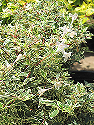 Confetti Abelia (Abelia x grandiflora 'Conti') at GardenWorks