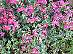 Texas Rose Pink Skullcap (Scutellaria suffrutescens 'Texas Rose') at GardenWorks