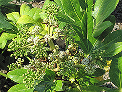 Japanese Fatsia (Fatsia japonica) at GardenWorks