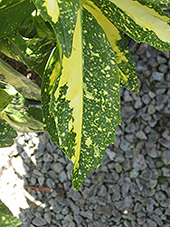 Variegated Japanese Aucuba (Aucuba japonica 'Variegata') at GardenWorks