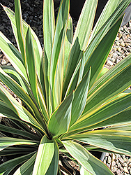 Color Guard Adam's Needle (Yucca filamentosa 'Color Guard') at GardenWorks