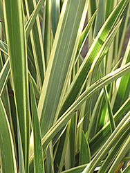 Wings of Gold New Zealand Flax (Phormium 'Wings of Gold') at GardenWorks