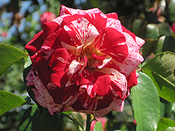 Rock And Roll Rose (Rosa 'WEKgobnez') at GardenWorks