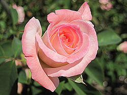 Secret Rose (Rosa 'Secret') at GardenWorks