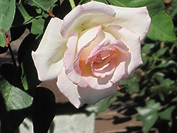 Pink Promise Rose (Rosa 'Pink Promise') at GardenWorks
