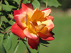 Joseph's Coat Rose (Rosa 'Joseph's Coat') at GardenWorks