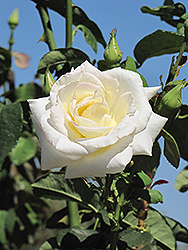Honor Rose (Rosa 'Honor') at GardenWorks