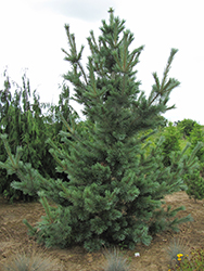 Cesarini Blue Limber Pine (Pinus flexilis 'Cesarini Blue') at GardenWorks