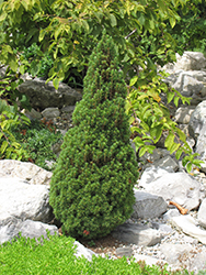 Jean's Dilly Spruce (Picea glauca 'Jean's Dilly') at GardenWorks